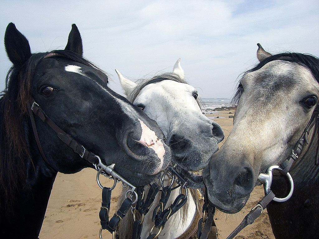 site de rencontre cheval